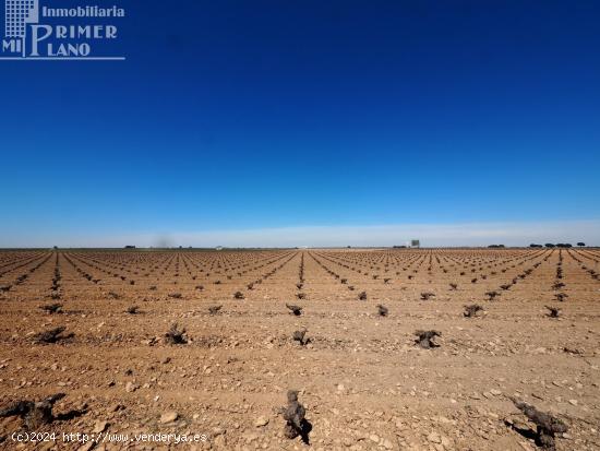 *¡¡OFERTA!! 20 fanegas de viña en el paraje Perdigon carretera Socuellamos* - CIUDAD REAL