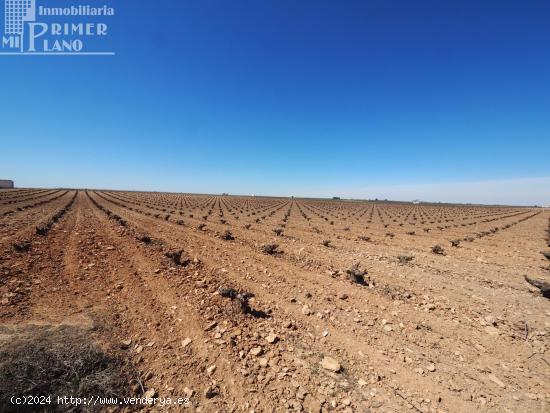 *¡¡OFERTA!! 20 fanegas de viña en el paraje Perdigon carretera Socuellamos* - CIUDAD REAL