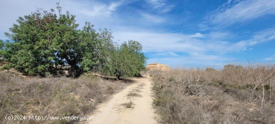 Finca en venta en San Miguel de Salinas (Alicante)