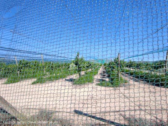 SE VENDE PARCELA EN PRODUCIÓN DE UVA Y PERMISIBLE PARA CONSTRUCCIÓN EN MONFORTE DEL CID. - ALICANT