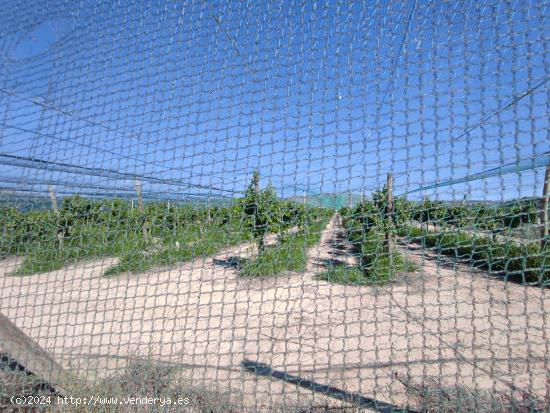 SE VENDE PARCELA DE UVA EN PRODUCCIÓN EN MONFORTE DEL CID. - ALICANTE