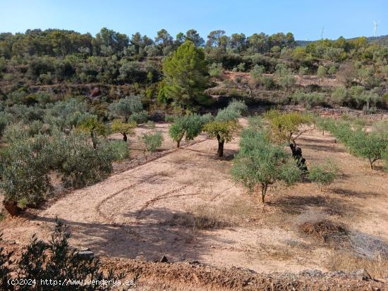 OCASION FINCA RUSTICA EN ASCO CON MASIA - TARRAGONA