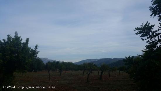 Parcela en bunyola con proyecto de construccion - BALEARES