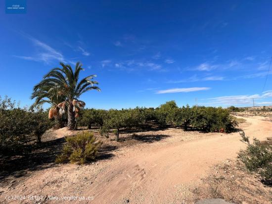 SE VENDE FINCA RÚSTICA EN PARTIDA ALTABIX A 5 MINUTOS DE ELCHE - ALICANTE