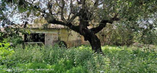 FINCA RÚSTICA EN VENTA EN MANACOR - BALEARES