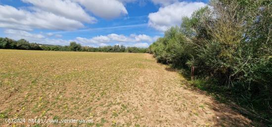 FINCA RUSTICA EN VENTA EN MANACOR - BALEARES