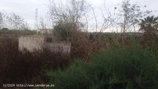 FINCA RUSTICA EN SAN MIGUEL DE SALINAS (ZONA LA MARQUESA) - ALICANTE