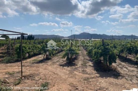 SE VENDE FINCA CON PRODUCCIÓN DE UVA CON VENTA DIRECTA O VENTA APLAZADA EN MONFORTE DEL  CID - ALIC