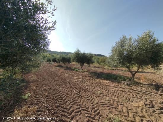 Finca con cultivo de olivos y riego por goteo - TERUEL