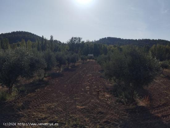 Finca con cultivo de olivos y riego por goteo - TERUEL