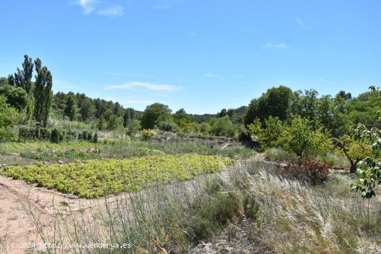 Huerto con agua de acequia - TERUEL