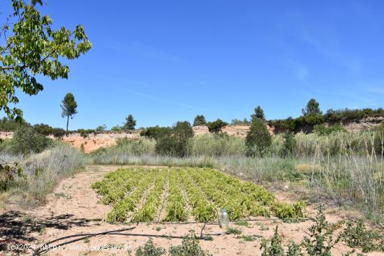 Huerto con agua de acequia - TERUEL