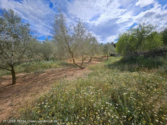 Finca en venta en El Perelló (Tarragona)