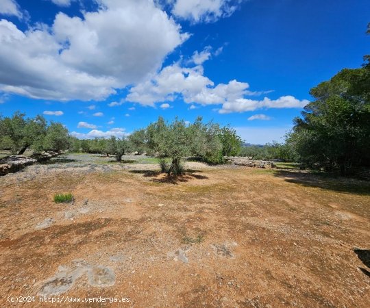 Finca en venta en El Perelló (Tarragona)