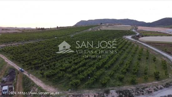 SE VENDE ARBOLES FRUTALES DE CEREZAS EN PLENA PRODUCIÓN - ALICANTE