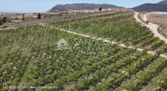 SE VENDE ARBOLES FRUTALES DE CEREZAS EN PLENA PRODUCIÓN - ALICANTE