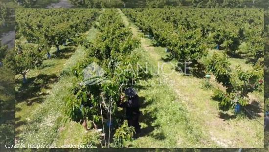 SE VENDE ARBOLES FRUTALES DE CEREZAS EN PLENA PRODUCIÓN - ALICANTE