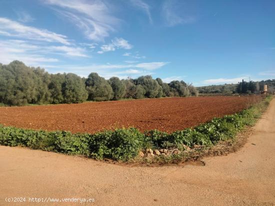  TERRENO EN MURO- - BALEARES 