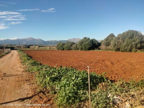 TERRENO EN MURO- - BALEARES