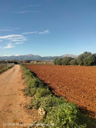 TERRENO EN MURO- - BALEARES