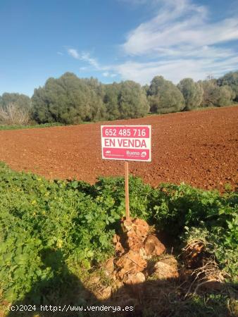 TERRENO EN MURO- - BALEARES