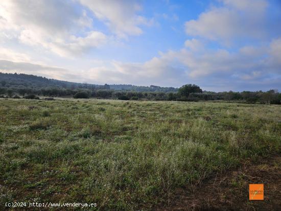  FINCA RÚSTICA EN VENTA EN ULLDECONA (TARRAGONA) - TARRAGONA 