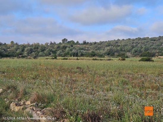 FINCA RÚSTICA EN VENTA EN ULLDECONA (TARRAGONA) - TARRAGONA