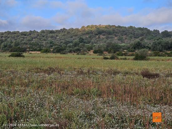 FINCA RÚSTICA EN VENTA EN ULLDECONA (TARRAGONA) - TARRAGONA