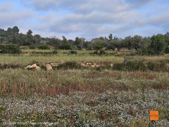 FINCA RÚSTICA EN VENTA EN ULLDECONA (TARRAGONA) - TARRAGONA