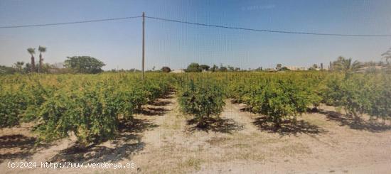  Terreno en Elche (La Hoya) - ALICANTE 