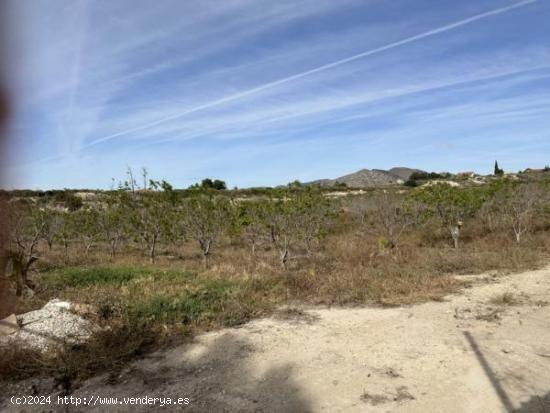 Parcela de terreno cercano al casco urbano - ALICANTE