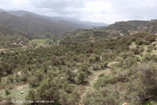 FINCA DE REGADIO EN CANJAYAR (ALMERIA) - ALMERIA