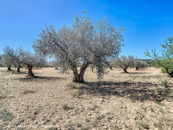  PARCELA DE TIERRA RURAL CON PEQUEÑA PLANTACION DE OLIVOS EN CASTALLA - ALICANTE 