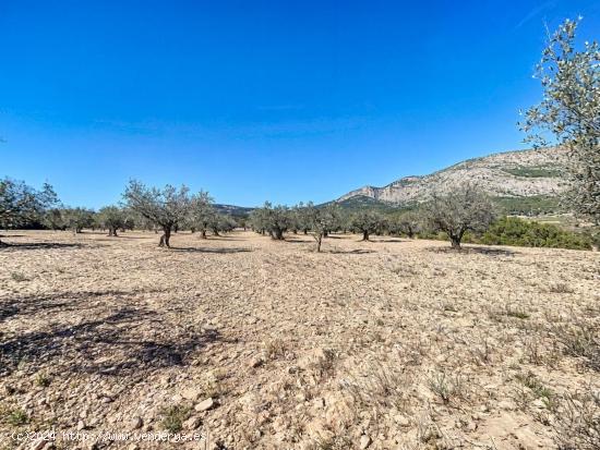 PARCELA DE TIERRA RURAL CON PEQUEÑA PLANTACION DE OLIVOS EN CASTALLA - ALICANTE