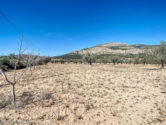 PARCELA DE TIERRA RURAL CON PEQUEÑA PLANTACION DE OLIVOS EN CASTALLA - ALICANTE