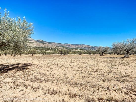 PARCELA DE TIERRA RURAL CON PEQUEÑA PLANTACION DE OLIVOS EN CASTALLA - ALICANTE