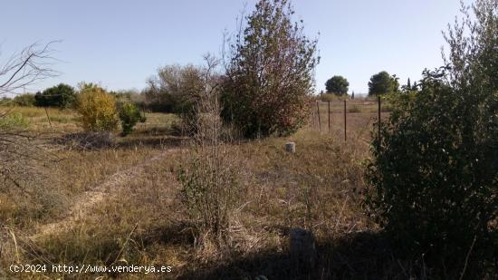 SE VENDE PARCELA RÚSTICA EN EL LLANO DE MOLINA - MURCIA