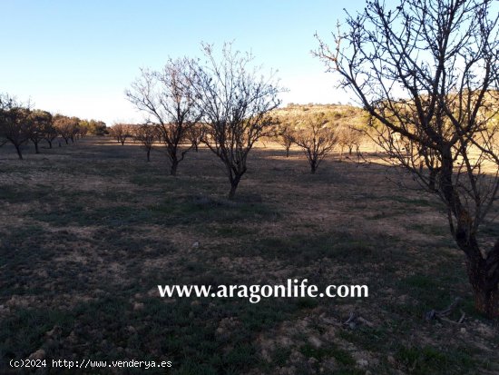 Finca en venta en Fabara (Zaragoza)