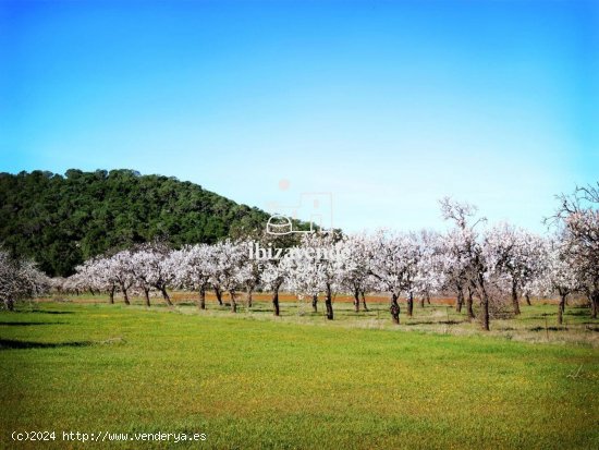 Parcela en venta en Sant Joan de Labritja (Baleares)