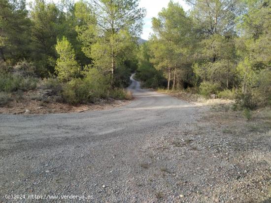  PARCELA RUSTICA EN ALCORA CON POSIBILIDAD DE URBANIZAR UNA PARTE - CASTELLON 