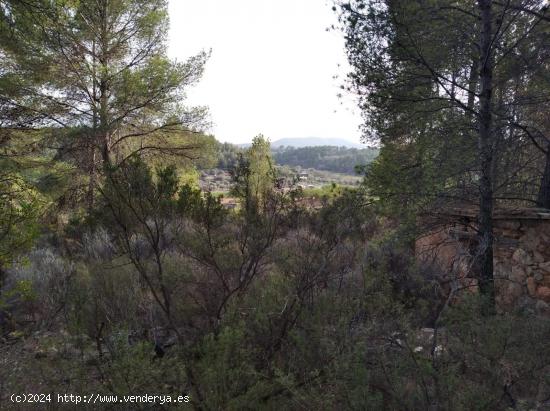 PARCELA RUSTICA EN ALCORA CON POSIBILIDAD DE URBANIZAR UNA PARTE - CASTELLON