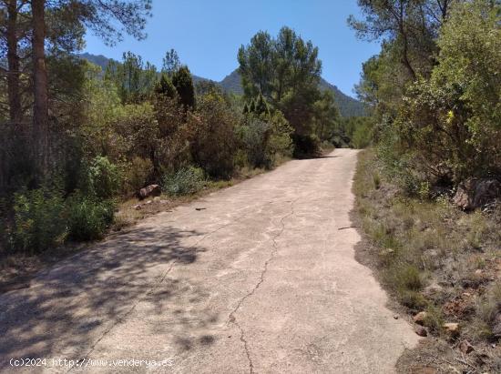  FINCA RUSTICA EN VILLAFAMES  CON CASETA DE APEROS - CASTELLON 