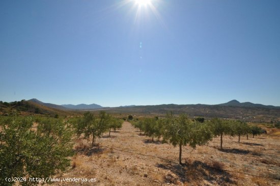 Solar en venta en Abanilla (Murcia)