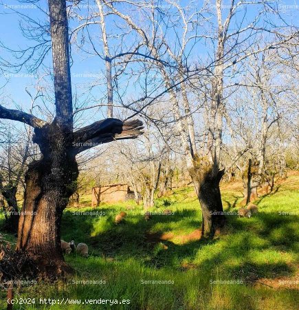 SE VENDE FINCA RÚSTICA EN VENTA EN GALAROZA (HUELVA) ESPAÑA. - Galaroza