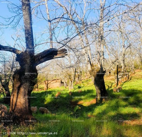 SE VENDE FINCA RÚSTICA EN VENTA EN GALAROZA (HUELVA) ESPAÑA. - Galaroza