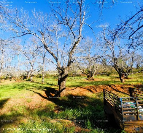 SE VENDE FINCA RÚSTICA EN VENTA EN GALAROZA (HUELVA) ESPAÑA. - Galaroza