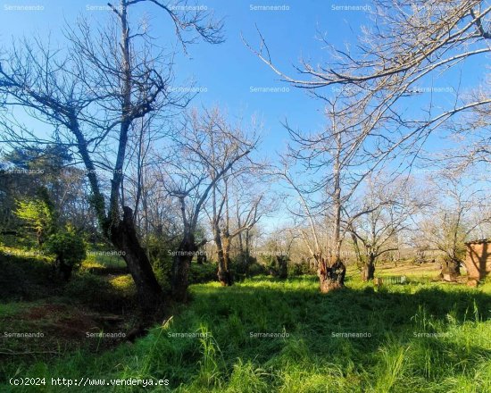 SE VENDE FINCA RÚSTICA EN VENTA EN GALAROZA (HUELVA) ESPAÑA. - Galaroza