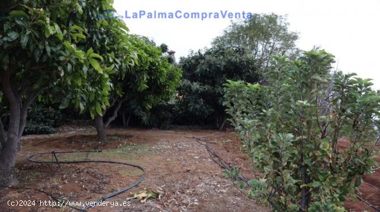 Suelo rústico en Venta en Puntallana Santa Cruz de Tenerife