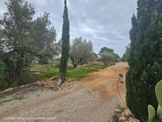 FINCA RÚSTICA CON CASA EN LA RAPITA - TARRAGONA