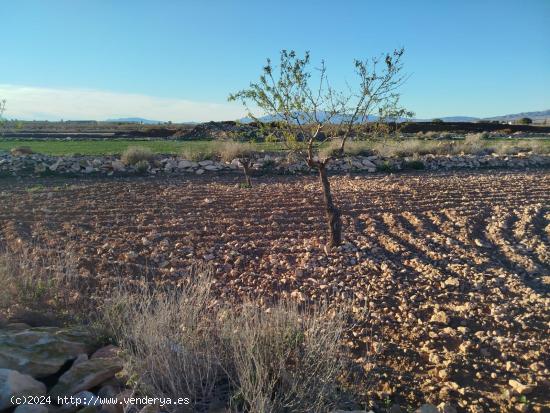 TERRENO CON ALMENDROS - MURCIA